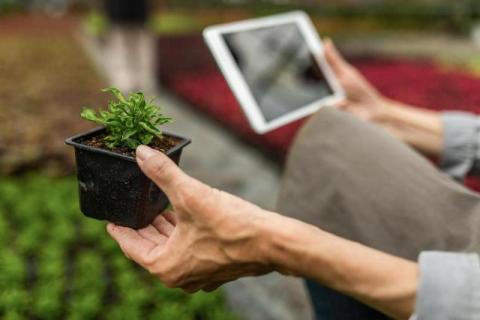 How Online Plant Identification Tools Work