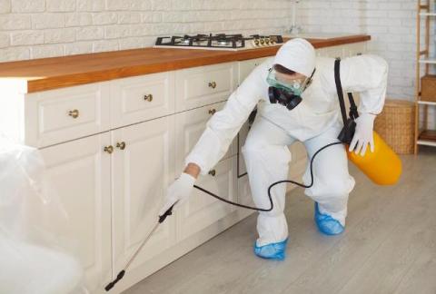 Affordable Strategies to Protect Your Home from Pests