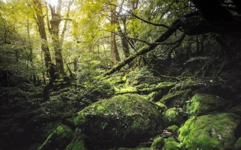 The great outdoors of Japan: Exploring nature and going on adventures