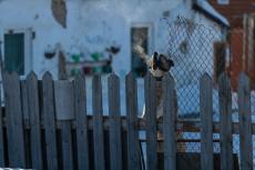 Common Mistakes That Can Hurt an Austin Dog Bite Case